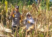 Bhabinkamtibmas Desa Malitu Dukung Program Ketahanan Pangan Dengan Membantu Petani Panen Jagung