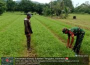 Kembangkan Ketahanan Pangan, Babinsa Koramil 1417-09/Ranomeeto Pantau Pertumbuhan Kangkung Warga