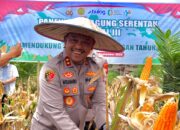 Komitmen Dukung Ketahanan Pangan, Kapolda Sultra dan Forkopimda Panen Raya Jagung Serentak di Kolaka Timur