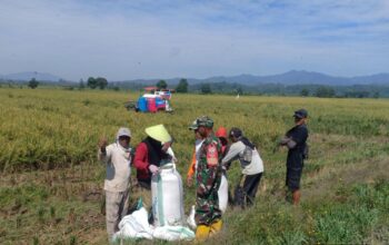 Babinsa Koramil 1417-03/Lambuya Dampingi Petani Panen Padi di Konawe