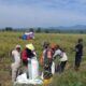 Babinsa Koramil 1417-03/Lambuya Dampingi Petani Panen Padi di Konawe