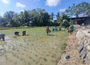 Dukung Ketahanan Pangan, Babinsa dan PPL Sidrap Tanam Padi Serentak 20 Hektar untuk Sukseskan Program IP 300 di Desa Mario