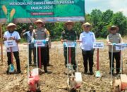 Dukungan Swasembada Pangan 2025, Dandim 1420/Sidrap Pimpin Penanaman Jagung Serentak di Corawali