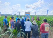 Sinergi Polisi dan Petani, Bhabinkamtibmas Polsek Belawa Ikut Sukseskan Sosialisasi Jagung NK Perkasa Sakti di Kelurahan Macero