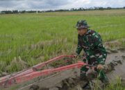 Babinsa Kel. Salomallori Serda Syampraja Dukung Petani, Bantu Pengolahan Lahan Sawah di Dua Pitue