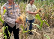 Bersama Petani, Kapolsek Tempe Wujudkan Ketahanan Pangan Lewat Panen Jagung di Cempalagi