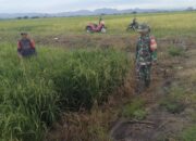 Babinsa Sidenreng Dampingi Petani Laksanakan Pemeliharaan Tanaman Padi