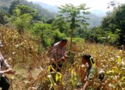 Polri Peduli Pertanian, Kapolsek Anggeraja Panen Jagung Bersama Warga