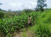 Dukung Ketahanan Pangan, Bhabinkamtibmas Pantau Perkembangan Tanaman Jagung di Wilayah Binaan