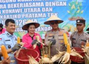 Wakapolda Sultra Pimpin Panen Jagung Kuartal ke-IV di Desa Tambakua, Kolaborasi Pemda, Polres Konut dan PT. AKP