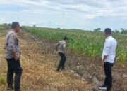 Kapolsek Maiwa Meninjau Perkembangan Tanaman Jagung Pada Lahan Perkebunan Balai Benih Maroangin Dalam Rangka Program Penanaman Jagung Terkait Ketahanan Pangan