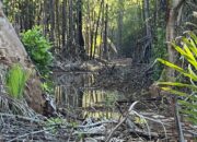 PT. TAS Diadukan ke DLHD Morowali, Diduga Lakukan Pelanggaran Lingkungan