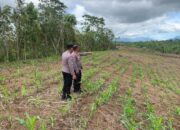 Kasat Binmas dan Staf Lakukan Monitoring Penanaman Jagung di Kebun Raya Enrekang