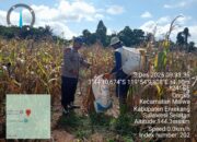 Polisi Penggerak bersama Kelompok tani Panen Jagung pada Lahan Percontohan di Wilayah Binaan sebagai Upaya Mendukung Program Ketahanan Pangan