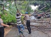 Polres Soppeng Sigap Tangani Pohon Tumbang, Arus Lalu Lintas Kembali Normal