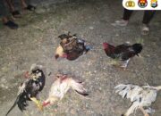 Polres Luwu Tindak Tegas Aktivitas Judi Sabung Ayam di Dua Lokasi