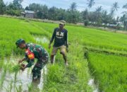 Babinsa Koramil 1412-04/Kolaka Dampingi Warga Laksanakan Penanaman Bibit Padi