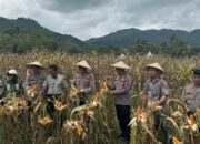 Dukung Ketahanan Pangan, Polres Palopo Laksanakan Panen Jagung Serentak Kuartal 1 Tahun 2026