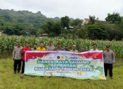 Panen Raya Jagung Serentak, Polres Tana Toraja Perkuat Dukungan Swasembada Pangan