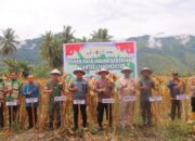 Perkuat Ketahanan Pangan Nasional, Polres Sigi Laksanakan Panen Jagung Serentak Kuartal IV Tahun 2025