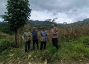 Bhabinkamtibmas Hadiri Panen Raya Jagung Bersama Kelompok Tani Desa Binaan