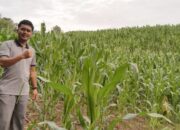 GIAT MONITORING PERKEMBANGAN JAGUNG YANG SUDAH DITANAM DI DESA KOLAI
