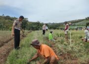 KAPOLSEK MALUA BERSAMA ANGGOTA LAKUKAN SAMBANG KUNJUNG DI LAHAN KEBUN BAWANG MERAH MILIK PETANI DUSUN BIAK DESA TALLUNG TONDOK KEC. MALUA