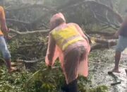 Polwan Polres Luwu Sigap Bantu Evakuasi Pohon Tumbang di Jalan Trans Sulawesi