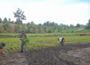 Babinsa Koramil 1412-05/Pakue Bantu Penanaman Bibit Padi Warga di Desa Latowu