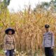 Hadir di Lahan Jagung, Polri Bangun Kedekatan dan Dukung Ketahanan Pangan di Desa Marena