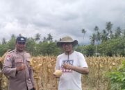 Dukung Program Ketahanan Pangan, Bhabinkamtibmas Polsek Biromaru Monitoring Kesiapan Panen Jagung Warga
