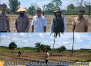 Polsek Lamasi Dukung Ketahanan Pangan Melalui Pemantauan Penanaman Jagung Binaan Polri