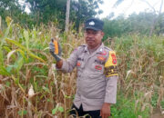 Bhabinkamtibmas Desa Wajah Jaya Pantau Perkembangan Tanaman Jagung Milik Warga Binaan