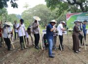 Tanam Jagung 812 Hektar, Ini Lokasi yang Ditanam Polda Sulsel