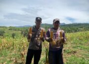 Sat Binmas Polres Enrekang Laksanakan Panen Jagung di Bumi Perkemahan Desa Karrang
