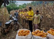 Ketua DPD Partai Golkar Kabupaten Way Kanan Hadiri Panen Raya Jagung di Kecamatan Baradatu