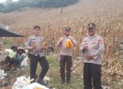 Kapolsek Anggeraja Turun ke Kebun! Panen 5 Ton Jagung, Wujud Dukungan Asta Cita dan Ketahanan Pangan Nasional