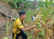Sat Binmas Polres Enrekang Panen Jagung di Desa Karrang, Bukti Dukungan Program Ketahanan Pangan