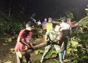 Pohon Tumbang Tutup Jalan Simo–Klego, Babinsa dan Warga Bergerak Cepat Selamatkan Akses