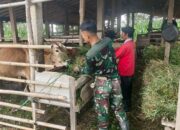 Kisah Hangat Satgas TMMD Memberi Pakan Demi Sapi Tetap Sehat