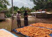 Dukung Para Petani Jagung, Bhabinkamtibmas Desa Lapodi Bantu Warga Panen Jagung