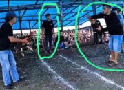 Arena Judi Sabung Ayam Ditindak, Pemiliknya Tak Tersentuh Hukum?