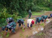 Satgas TMMD Ke 127 Bersama Warga Laksanakan Penanaman Padi Dukung Ketahanan Pangan Di Desa Krisik