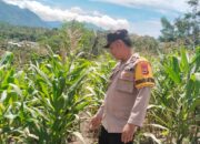 PEMANTAUAN PERKEMBANGAN JAGUNG YANG SUDAH DITANAM