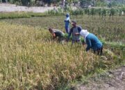 Babinsa Bantu Potong Padi, Sukseskan Masa Panen Petani