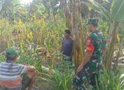 Dekat Dengan Petani, Babinsa Koramil Juwangi Perkuat Ketahanan Pangan