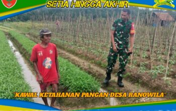 Sinergi Hijau di Wolasi: Babinsa Serda Wandi Kawal Ketahanan Pangan Desa Ranowila