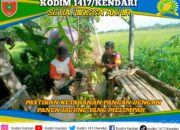 Sinergi Babinsa dan Petani Konda, Pastikan Ketahanan Pangan dengan Panen Jagung yang Melimpah