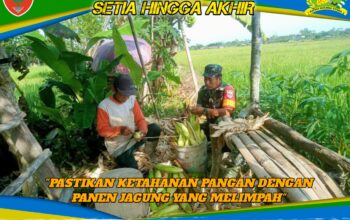 Sinergi Babinsa dan Petani Konda, Pastikan Ketahanan Pangan dengan Panen Jagung yang Melimpah