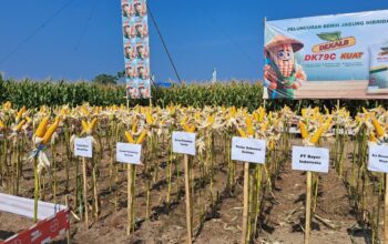 Di Akhir Maret 2026, Polda Sulsel Serap Cadangan Jagung Pemerintah Pada Gudang Bulog Sebanyak 41.116 Ton